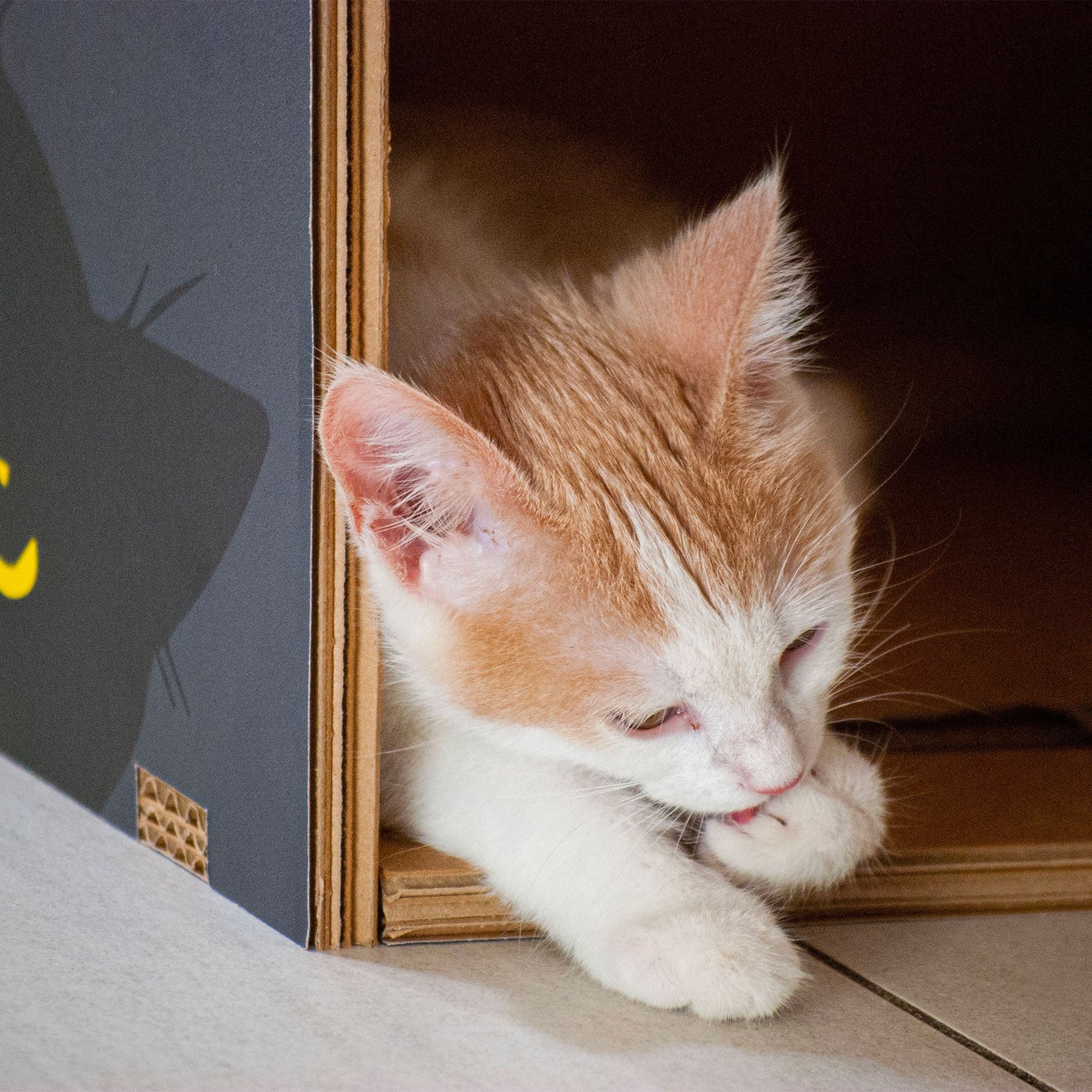 Cuccia per gatti eco-sostenibile BlackCatpotai